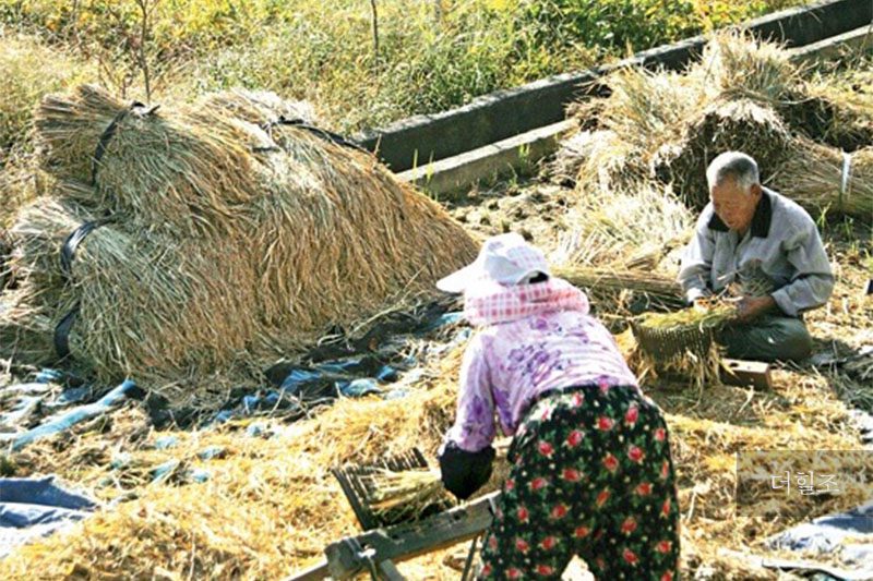 전라남도 구례군 토지면 한 노부부가 전통 탈곡 기구인 '홀태'를 이용해 추수하는 모습 | 구례군청